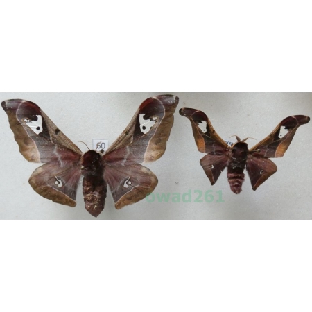 Holocerina angulata (Aurivillius, 1893) pair ex. pupa Etiopia 67,47mm60